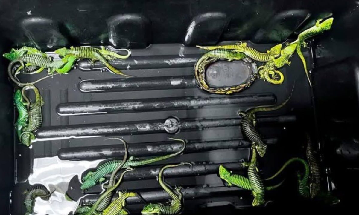 Cae presunto traficante de reptiles en el AICM con destino a Japón