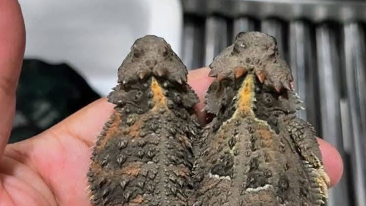 Cae presunto traficante de reptiles en el AICM con destino a Japón