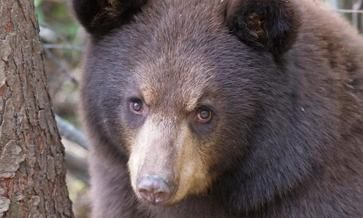 Eslovaquia autoriza comercio de carne de oso pese a críticas