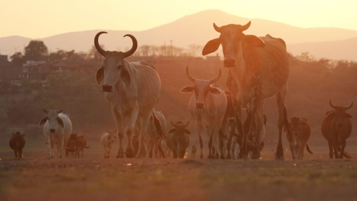 La Secretaría de Agricultura de EU anunció que mantiene veto a las importaciones del ganado mexicano por gusano barrenador.