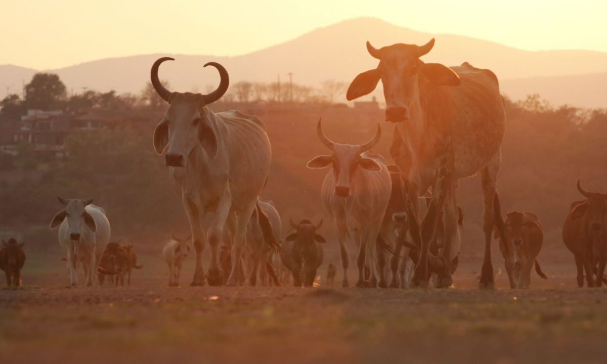 Una misión del Departamento de Agricultura de EU vendrá a México en próximos días para acordar medidas para reabrir frontera al ganado.