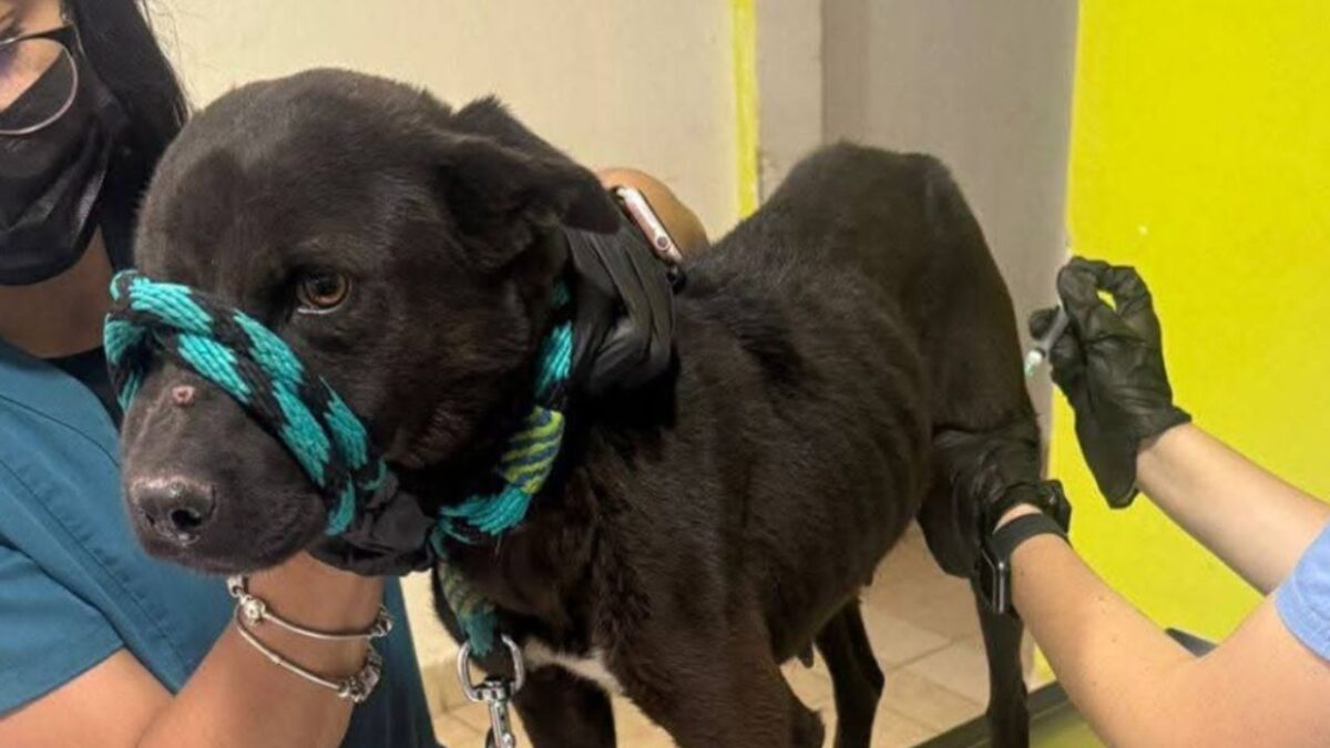 Autoridades animales y policiacas rescatan a varios perritos que se encontraban en terribles condiciones en una azotea del Estado de México (EdoMéx).