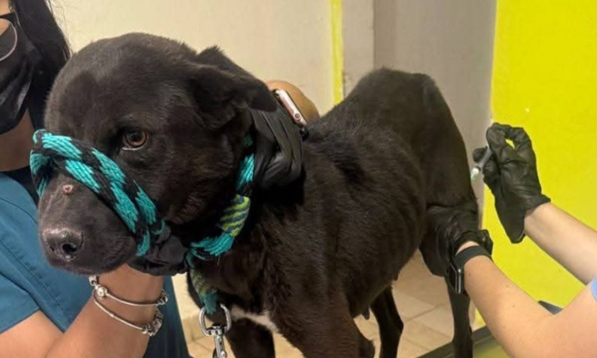 Autoridades animales y policiacas rescatan a varios perritos que se encontraban en terribles condiciones en una azotea del Estado de México (EdoMéx).