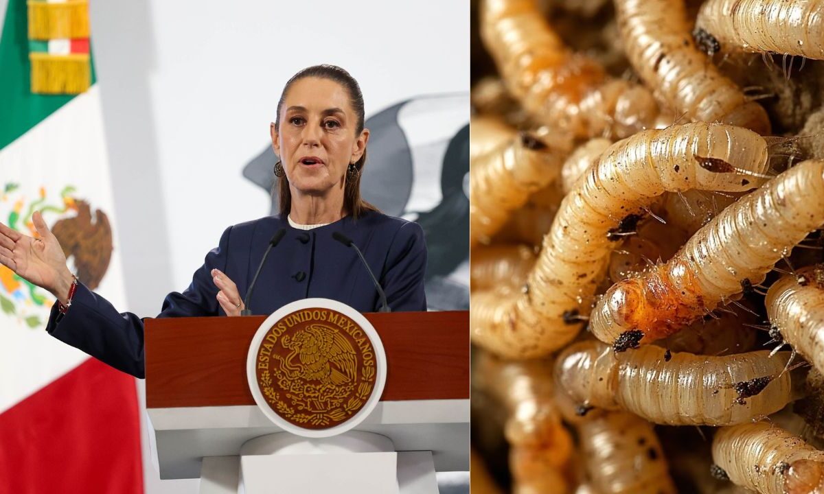 Acuerdan México y EU reapertura de planta para combatir al gusano barrenador