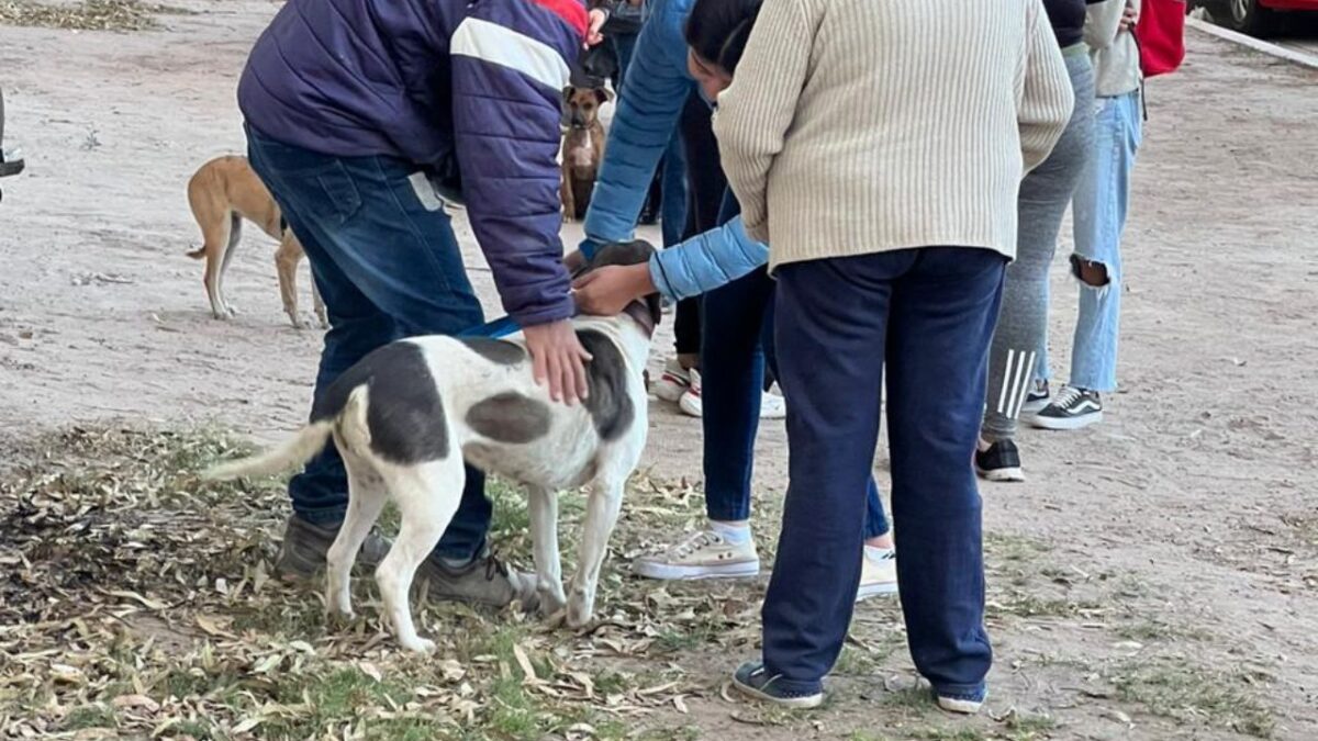 En la publicación se reconoce como animal comunitario a todo aquel perro o gato que vive en el espacio público o áreas comunes dentro de una comunidad determinada.