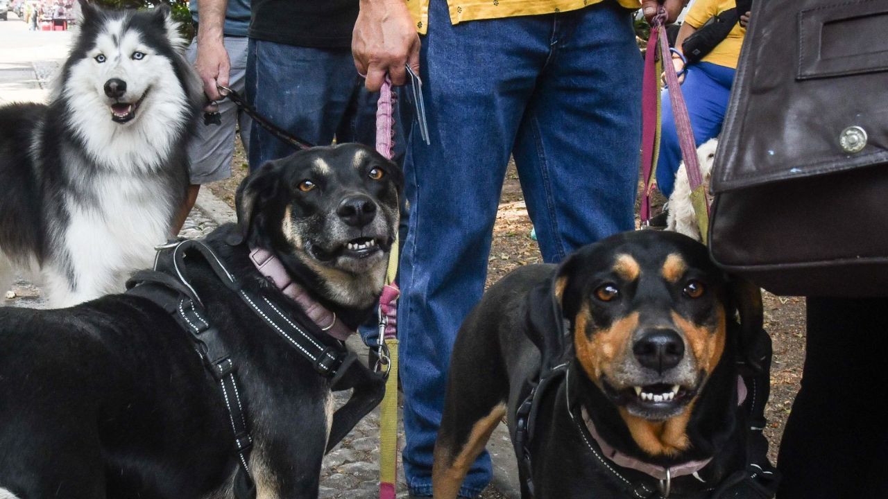 Esto es lo que sabemos sobre las nuevas consultas veterinarias en SimiPet, que lanzarán Farmacias Similares y el Dr. Simi para tu mascota.