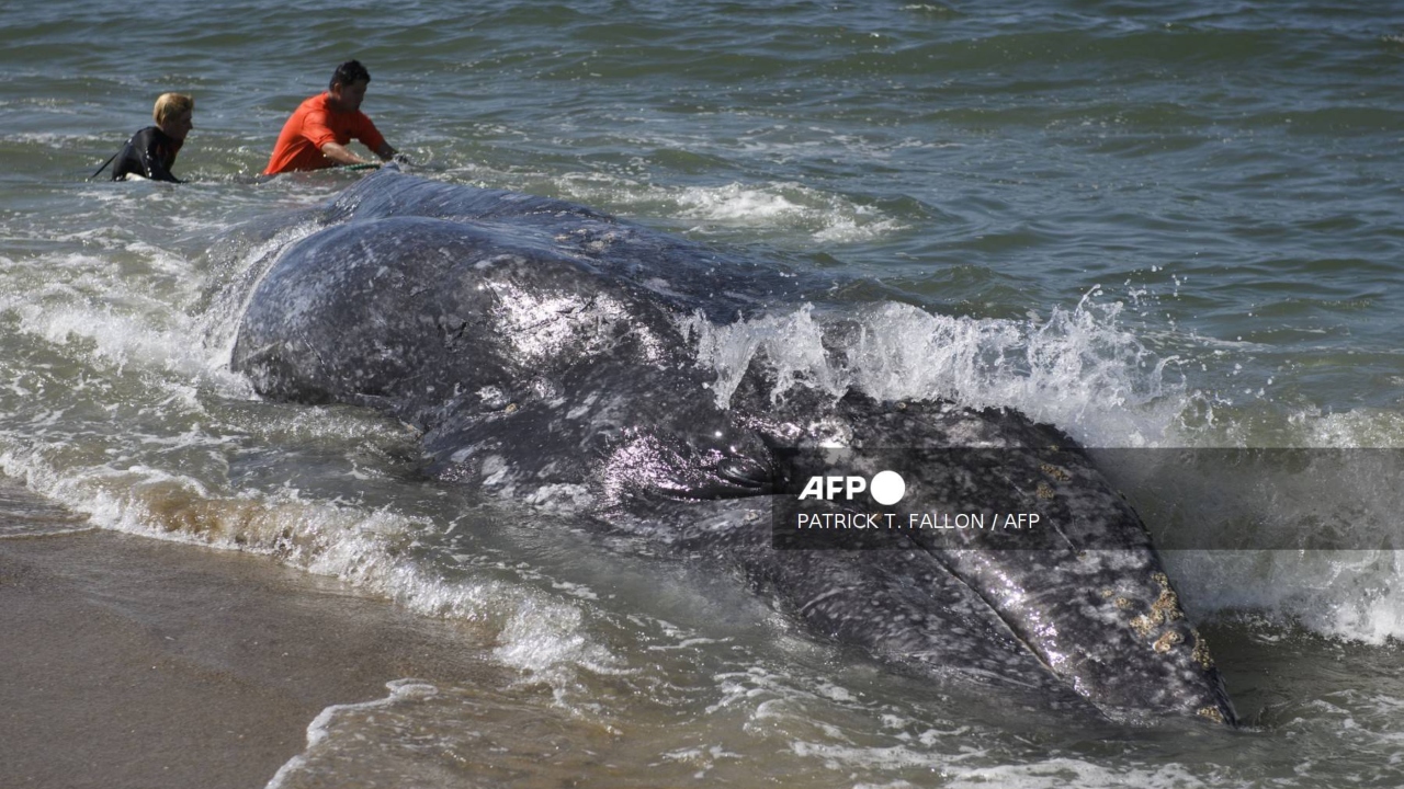 Foto: AFP