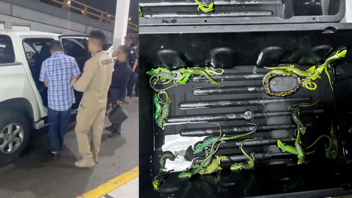 Cae un presunto traficante internacional con 299 reptiles en el AICM, tenía como destino Japón.