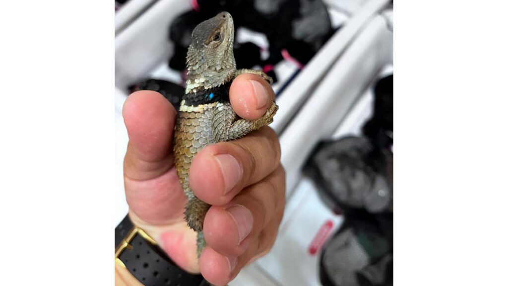 El presunto traficante internacional intentaba abordar un vuelo internacional con 299 reptiles.