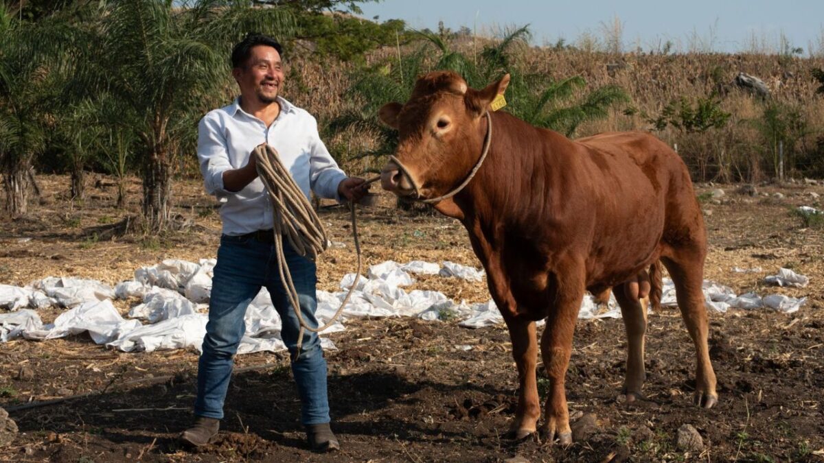 La Secretaría de Agricultura ha implementado diversos cursos de capacitación para enfrentar casos de gusano barrenador que afectan al país.