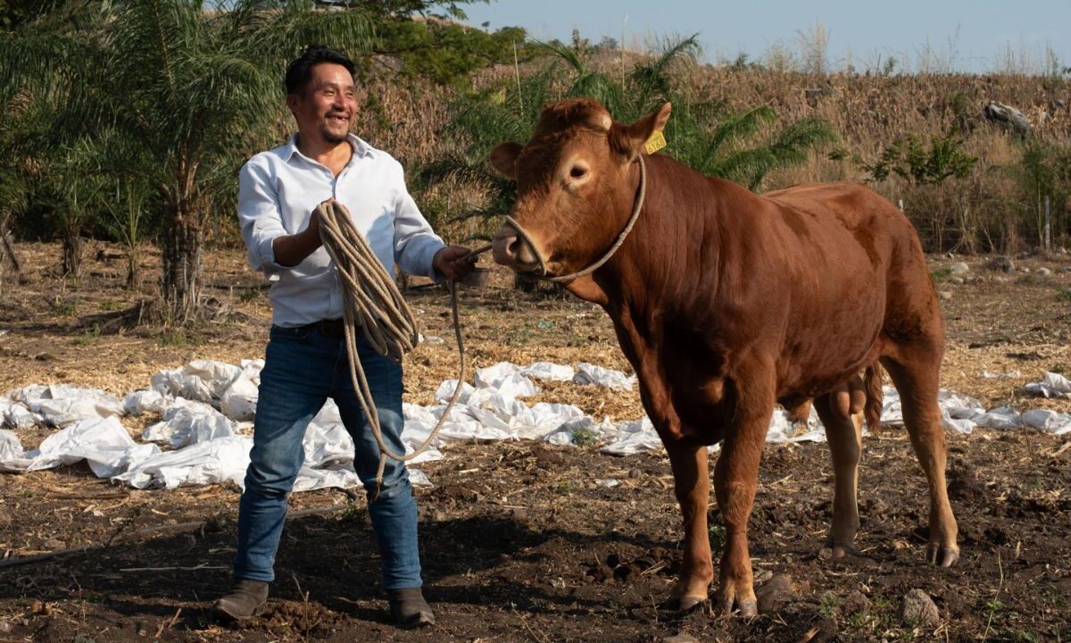 La Secretaría de Agricultura ha implementado diversos cursos de capacitación para enfrentar casos de gusano barrenador que afectan al país.