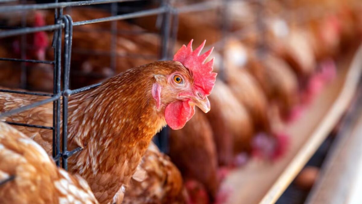 El Consejo Mexicano de la Carne (Comercarne) alertó que interrumpir flujo comercial de cárnico avícola de Brasil, afectaría al mercado.