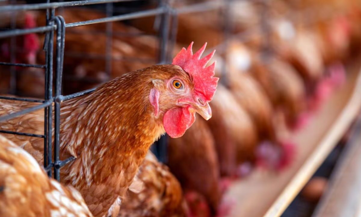 El Consejo Mexicano de la Carne (Comercarne) alertó que interrumpir flujo comercial de cárnico avícola de Brasil, afectaría al mercado.