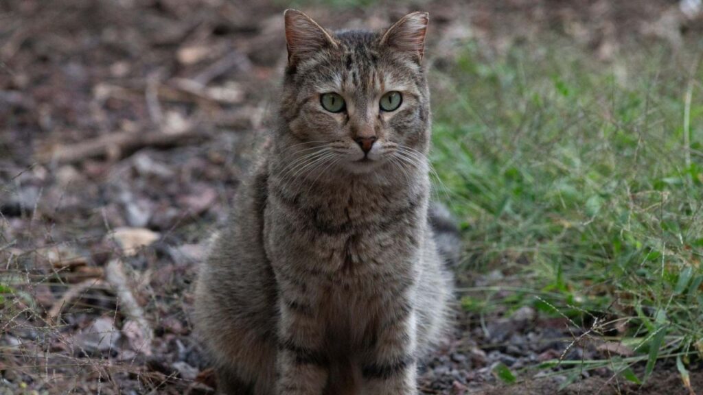 Vecinos del municipio de Córdoba, en Veracruz, denunciaron la muerte masiva de gatos.