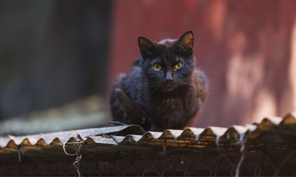 Vecinos del municipio de Córdoba, en Veracruz, denunciaron la muerte masiva de gatos.