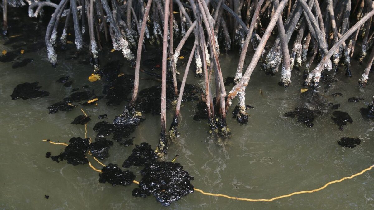 Peces murieron por la contaminación con aceite que se registró en Paraíso.