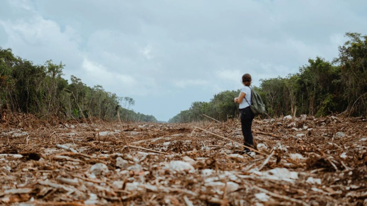 20 mil 236 kilómetros cuadrados de cobertura natural en el sureste mexicano, se perderán