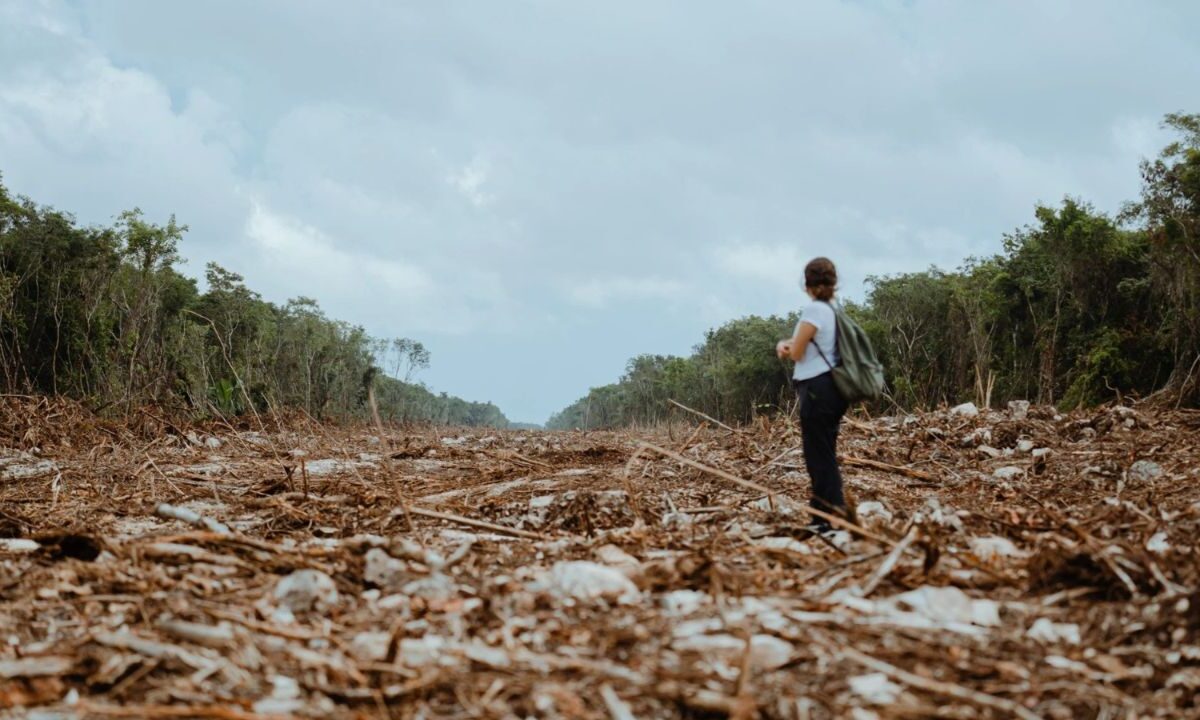20 mil 236 kilómetros cuadrados de cobertura natural en el sureste mexicano, se perderán