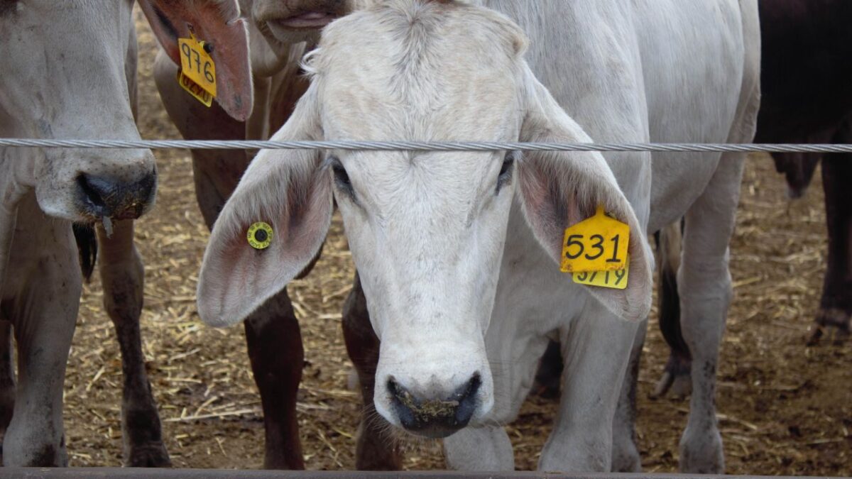 El precio de la carne al consumidor final incrementó hasta 13%, debido a la crisis que ha generado el brote de gusano barrenador