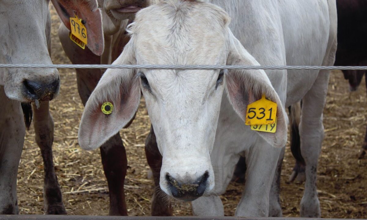 El precio de la carne al consumidor final incrementó hasta 13%, debido a la crisis que ha generado el brote de gusano barrenador