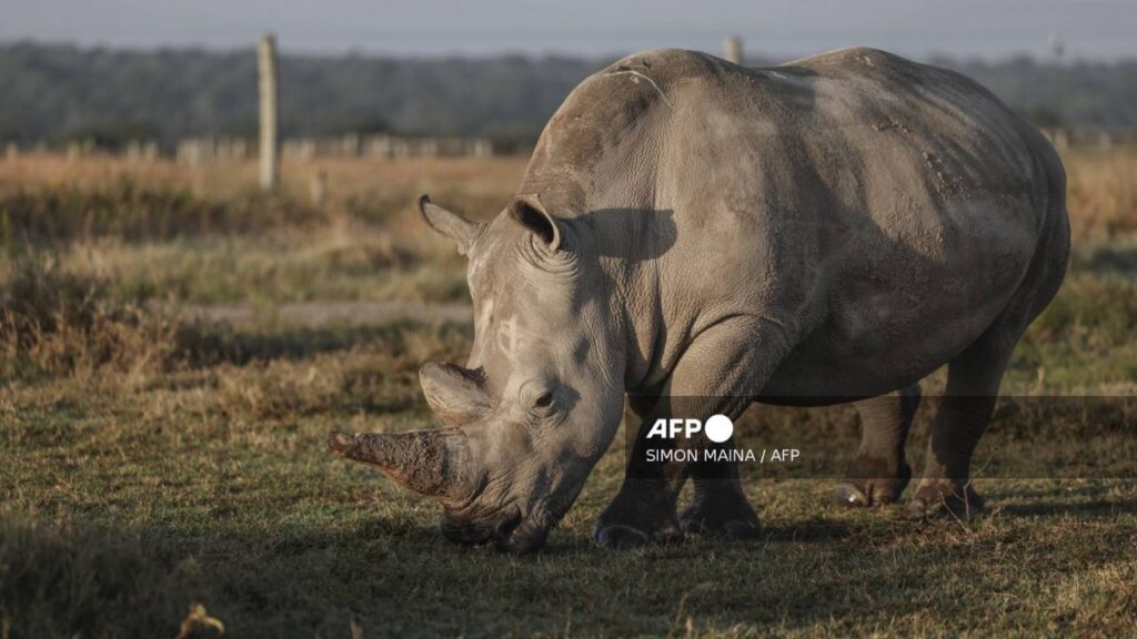 En 3 meses, cazadores furtivos matan a más de 100 rinocerontes en Sudáfrica. Noticias en tiempo real