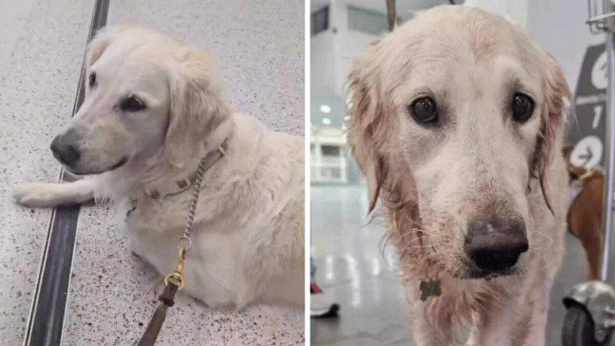 Acusan a Aeroméxico por maltrato animal