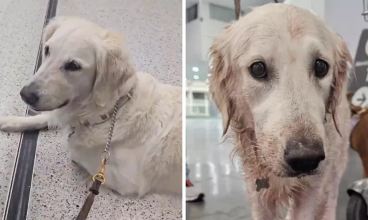 Acusan a Aeroméxico por maltrato animal