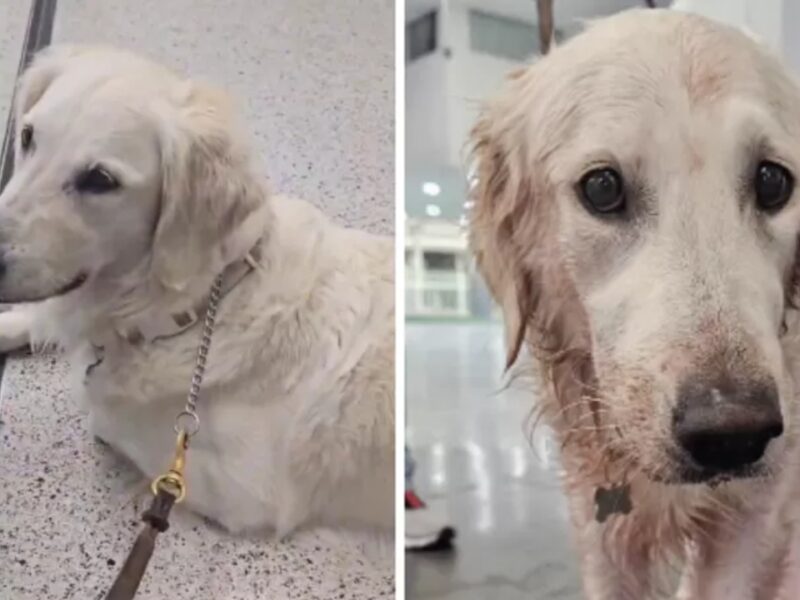 ¡Indignación! Usuaria acusa a Aeroméxico por maltrato animal