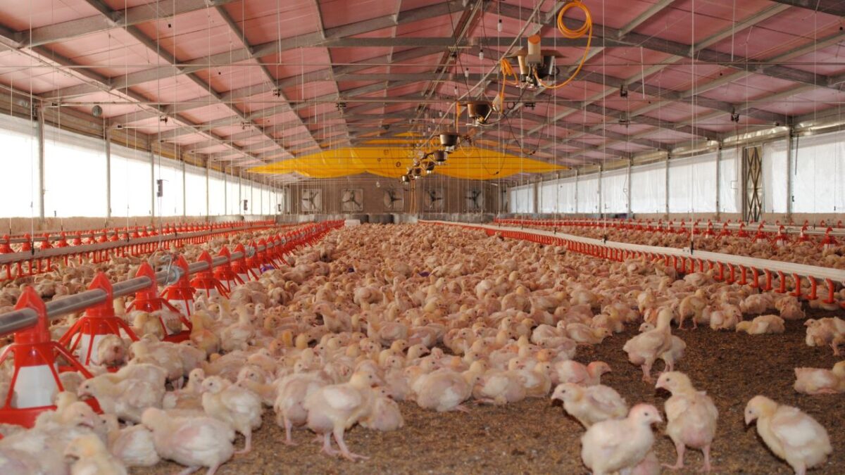 México suspende importaciones de productos avícolas procedentes de Brasil