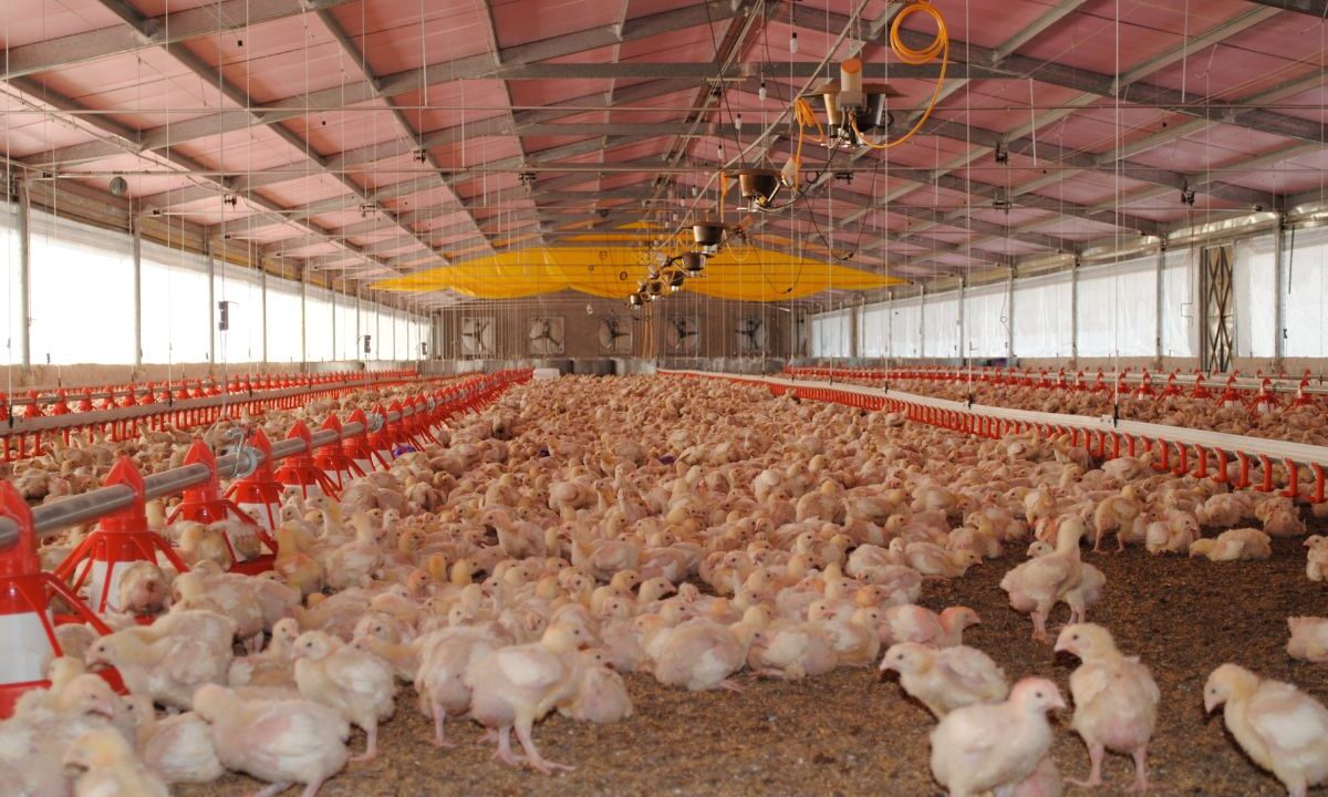 México suspende importaciones de productos avícolas procedentes de Brasil