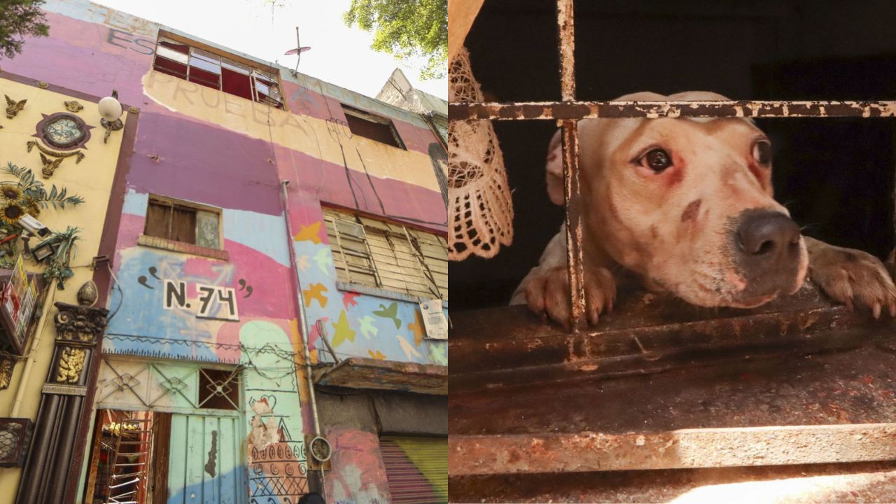Perros de la raza pitbull atacan a su cuidador al interior de su casa en la alcaldía Cuauhtémoc.