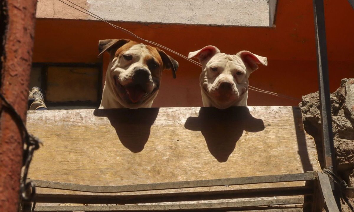 Perros de la raza pitbull atacan a su cuidador al interior de su casa en la alcaldía Cuauhtémoc.