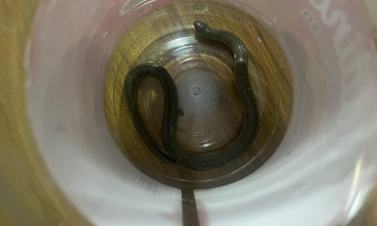 Elementos de la Brigada de Vigilancia Animal, de la policía capitalina, resguardaron a una serpiente hallada en una casa en Xochimilco.