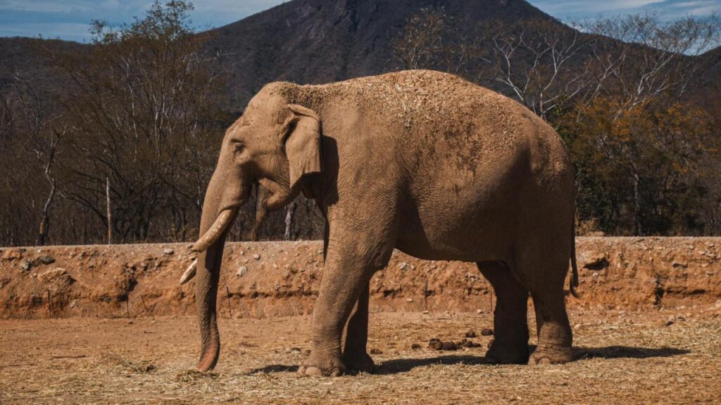 Por ola de violencia, trasladan a 700 animales de un santuario en Culiacán. Noticias en tiempo real