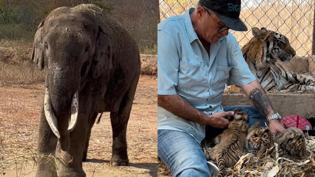 Elefantes y tigres, entre los animales que trasladarán a otro refugio.