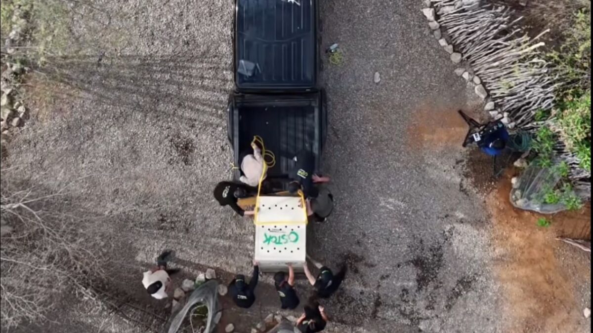 Entre los ejemplares se encuentra Big Boy, un elefante rescatado de un circo tras 30 años de trabajo.