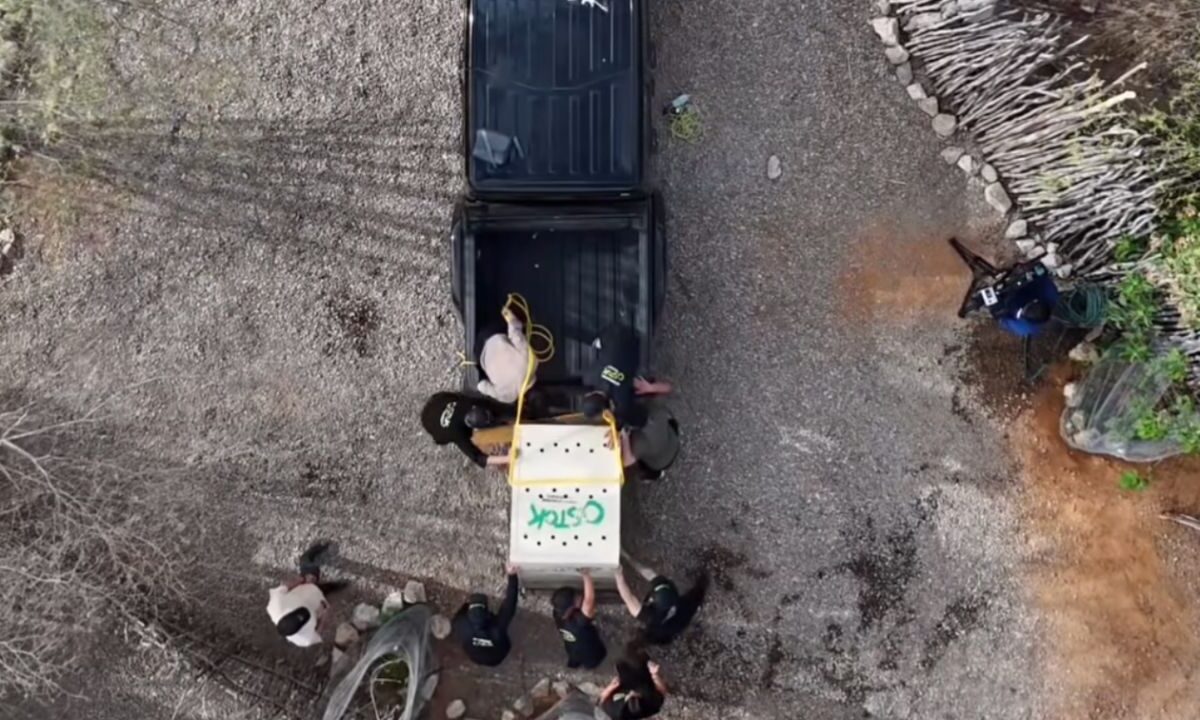 Entre los ejemplares se encuentra Big Boy, un elefante rescatado de un circo tras 30 años de trabajo.