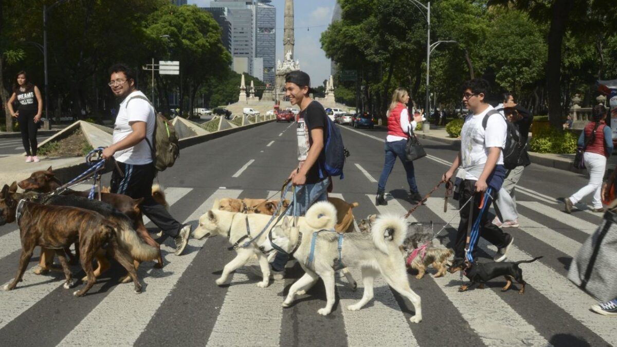 Propone PT 10 años de cárcel a paseadores de perros maltratadores