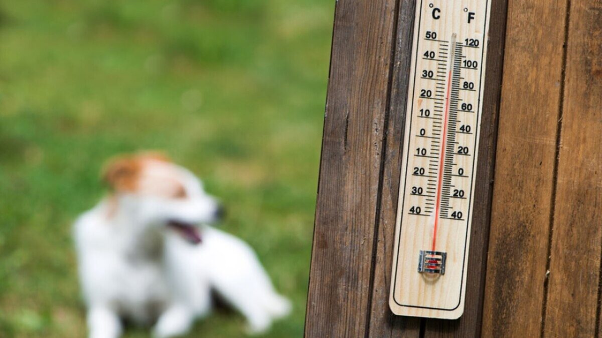 Actúa correctamente si a tu mascota le da un golpe de calor