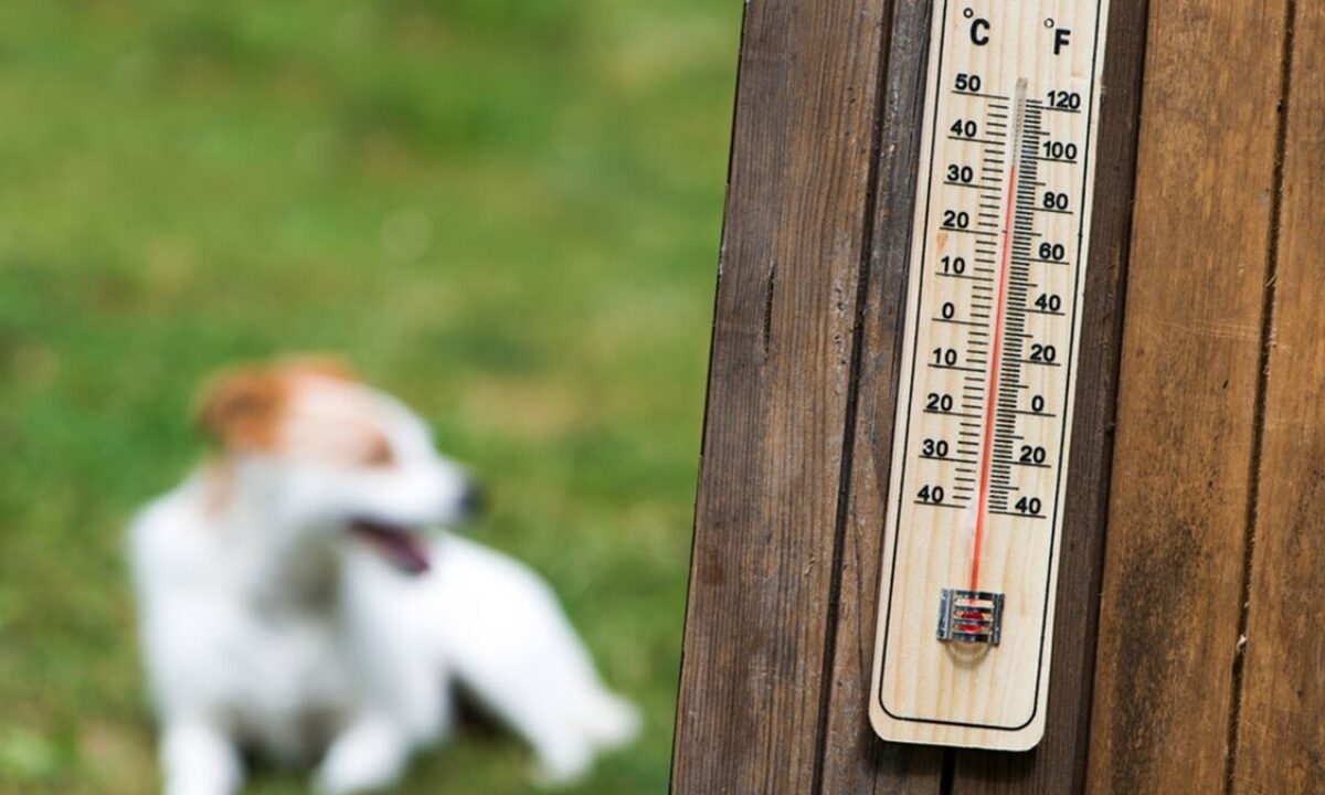 Actúa correctamente si a tu mascota le da un golpe de calor