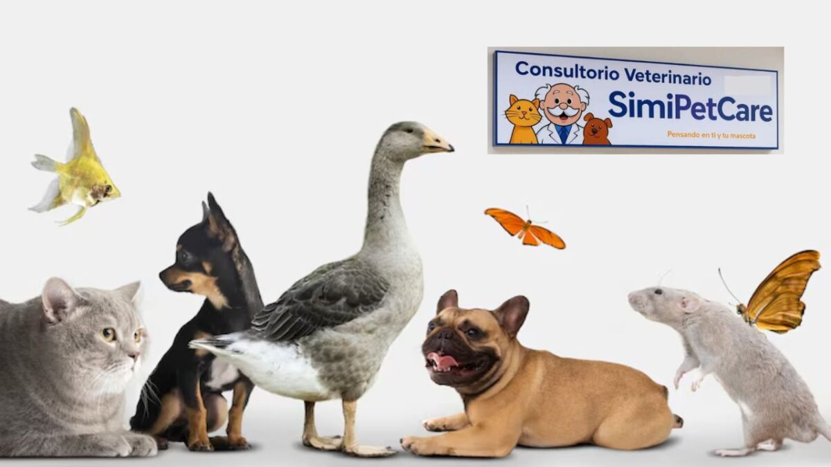 Conoce qué tipo de mascotas podrán recibir atención médica en las nuevas consultas veterinarias del Dr. Simi, en SimiPet Care.