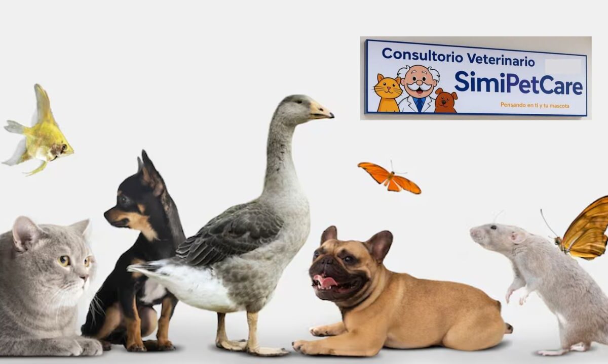 Conoce qué tipo de mascotas podrán recibir atención médica en las nuevas consultas veterinarias del Dr. Simi, en SimiPet Care.