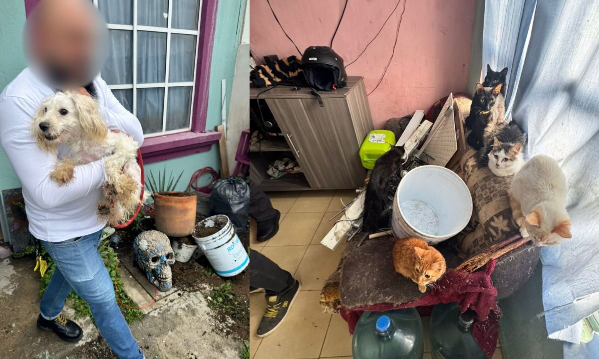 Autoridades estatales y federales rescataron a siete gatos y un perro en situación de maltrato en la colonia Los Reyes Acozac, en Tecámac.