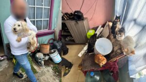 Autoridades estatales y federales rescataron a siete gatos y un perro en situación de maltrato en la colonia Los Reyes Acozac, en Tecámac.