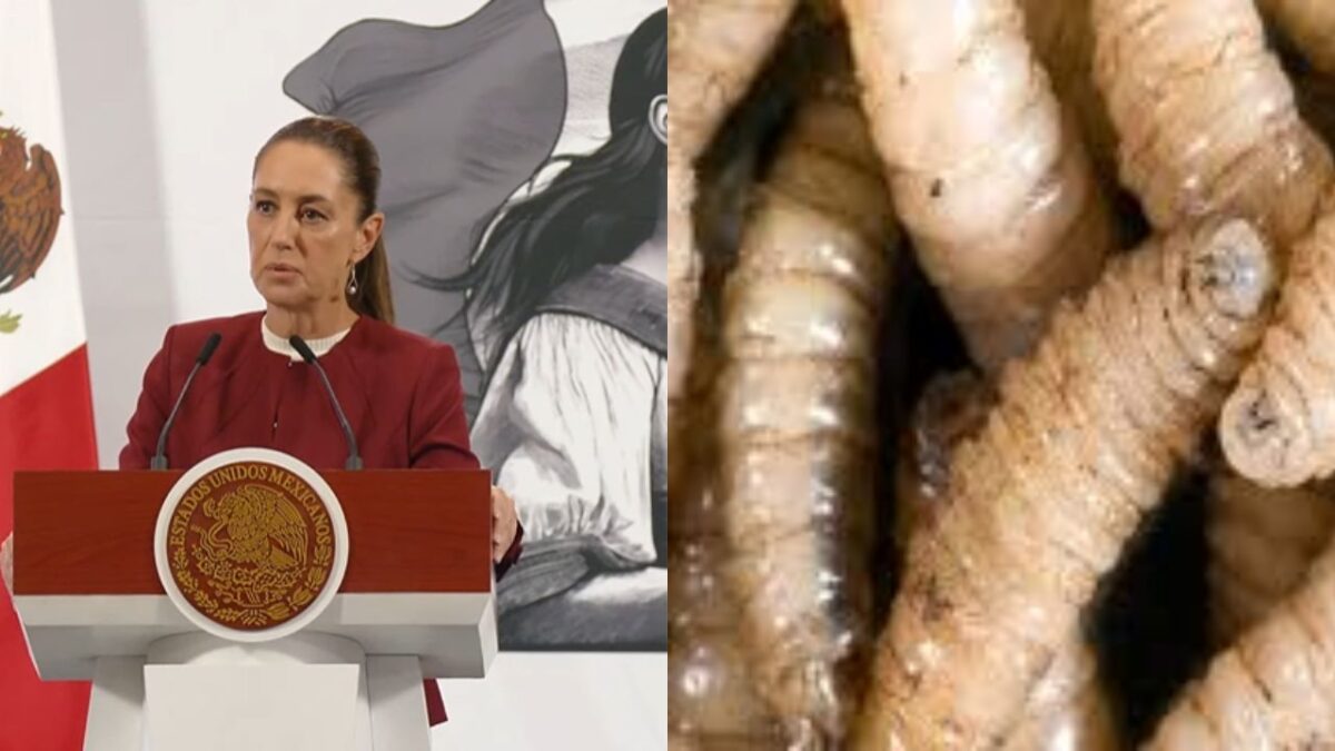 Sheinbaum se muestra en contra de las medidas de EU con respecto al gusano barrenador.