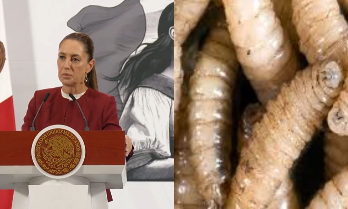 Sheinbaum se muestra en contra de las medidas de EU con respecto al gusano barrenador.