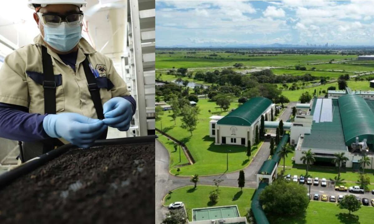 Tras acusación de México, Estados Unidos presumió la planta en Panamá contra el gusano barrenador.