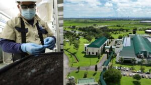 Tras acusación de México, Estados Unidos presumió la planta en Panamá contra el gusano barrenador.