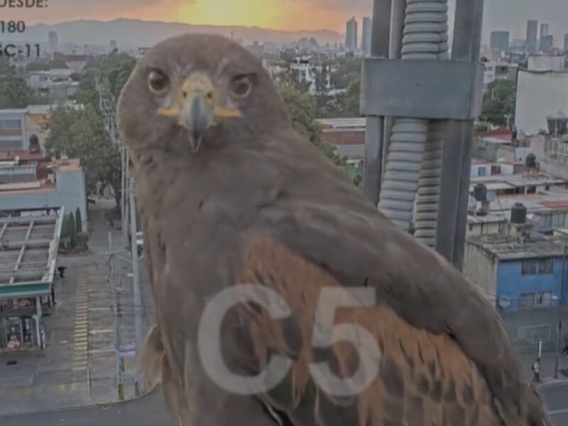 VIDEO: Águila posa frente a cámara del C5 de la CDMX