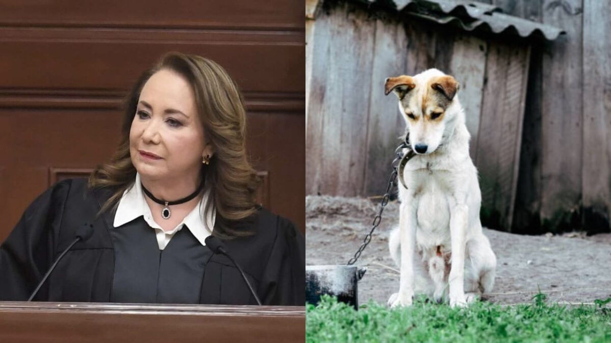 Yasmín Esquivel busca castigar en Morelos el maltrato animal